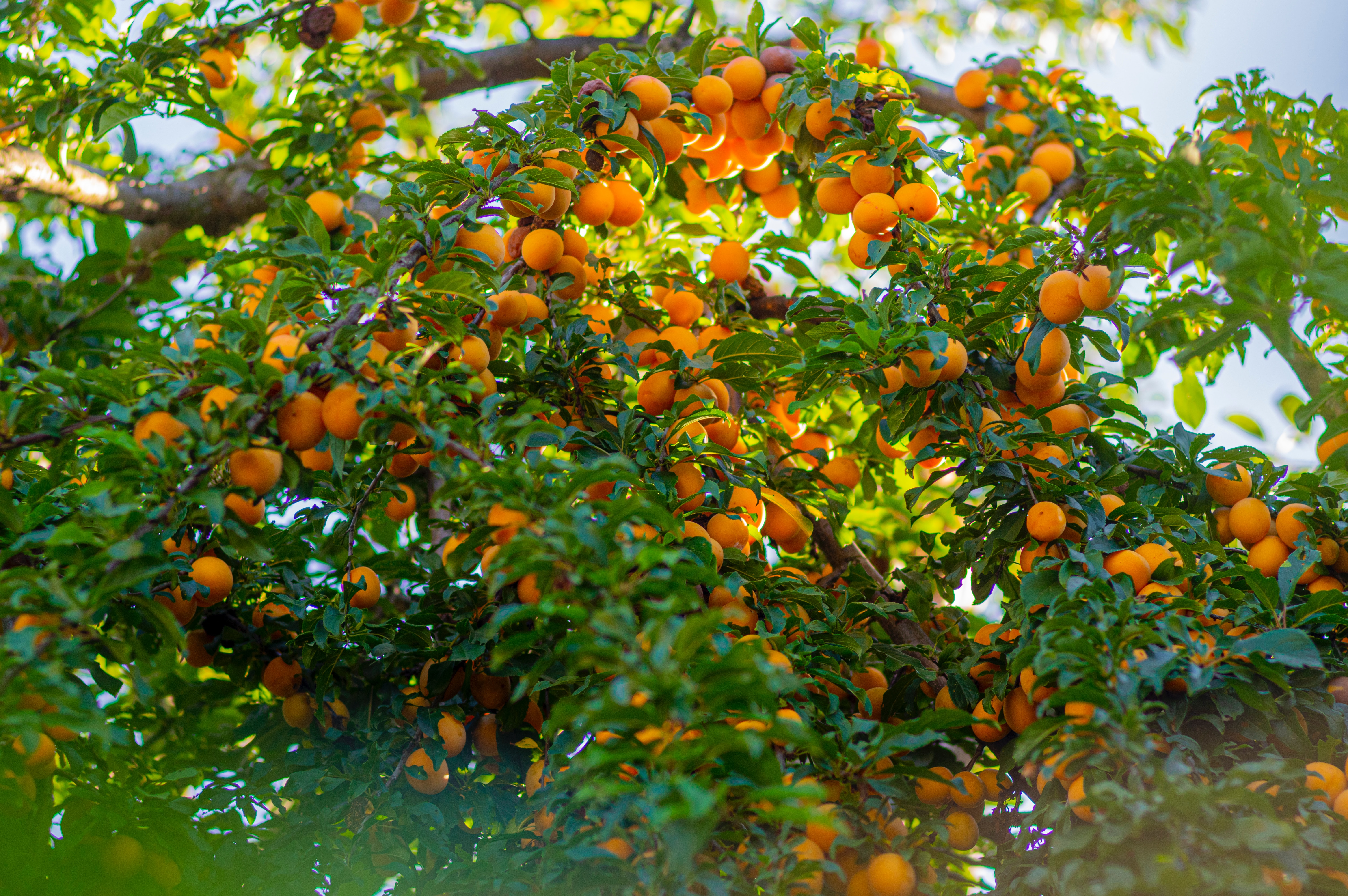 SS:网站文件：20230601140210608102.jpg；原始文件：elena-mozhvilo-cw_X61p8TVg-unsplash.jpg