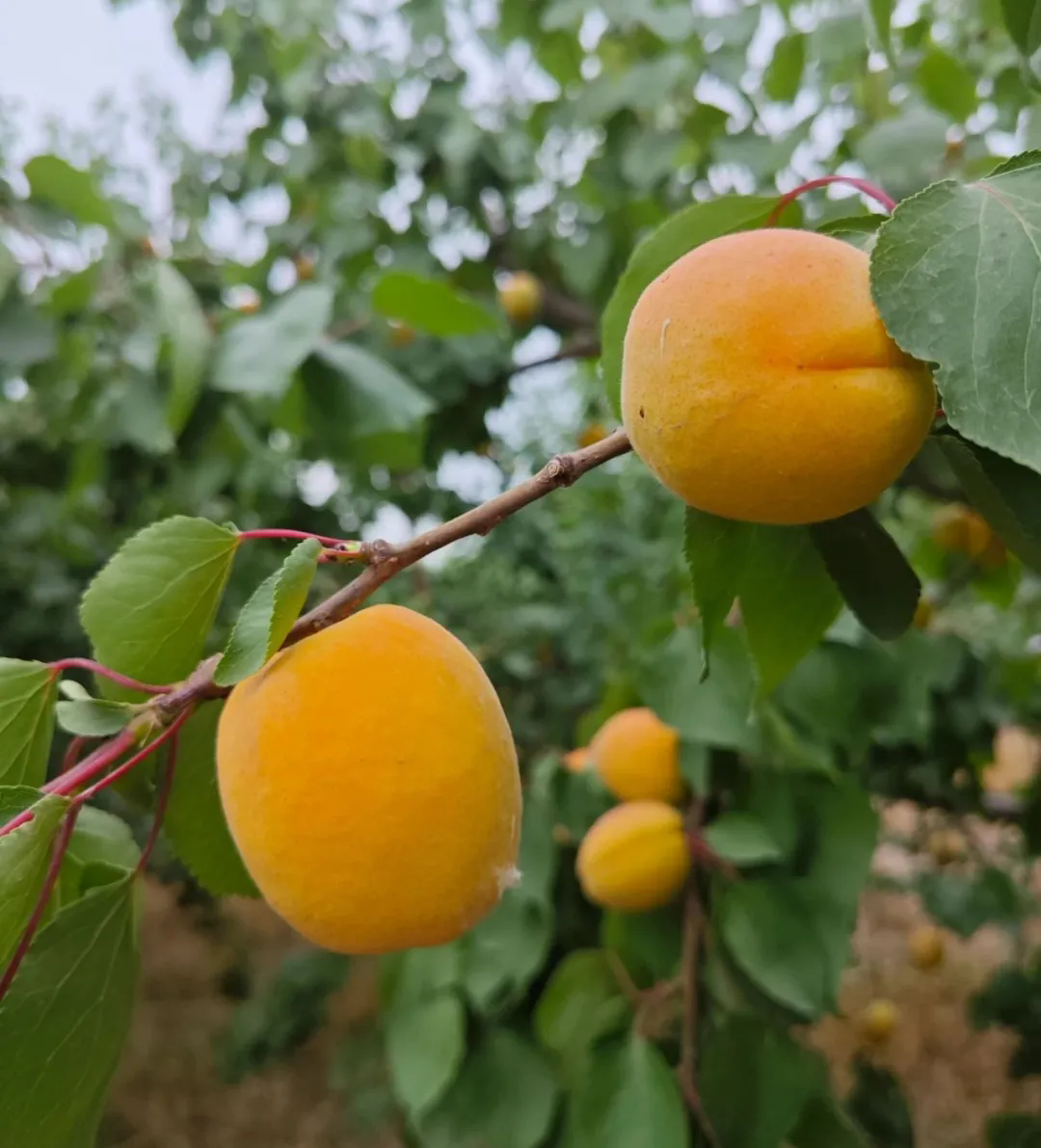 SS:网站文件：20250613160535921100.png；原始文件：640.webp.png